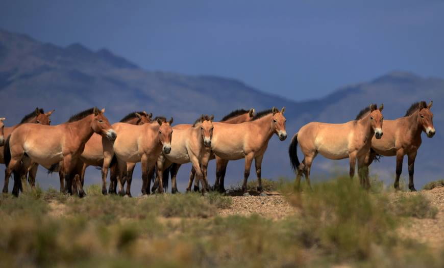 Wild horses photo.