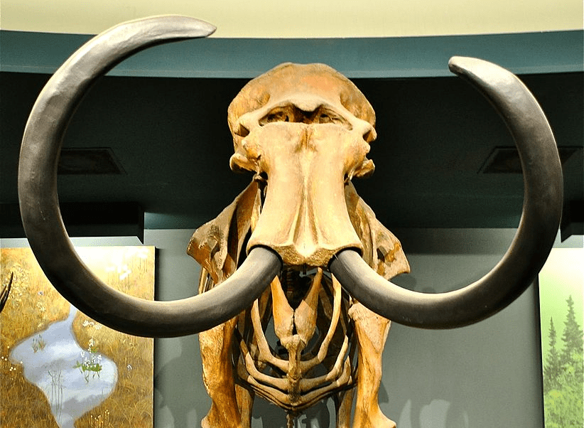 Scientists Could Soon Resurrect the Woolly Mammoth—but Should They?